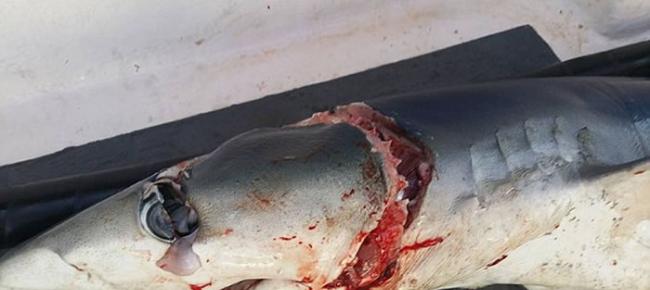 英国渔夫出海钓鱼惊遇“大青鲨咬饵，另一条鲨鱼在后袭击”奇景