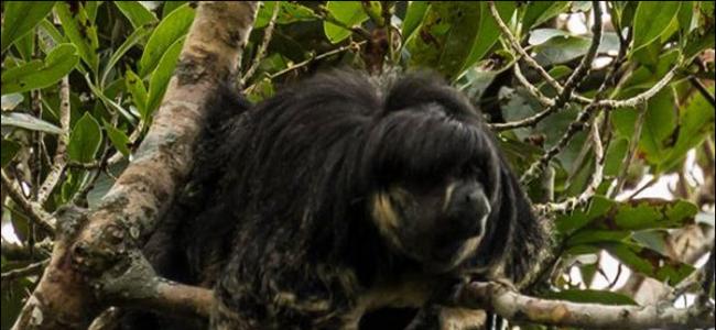巴西与秘鲁接壤的亚马逊地区发现极罕见亚马逊狐尾猴 80年来再度发现