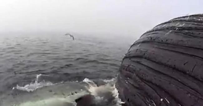 美国团队追踪南加州外海座头鲸尸体为观察鲨鱼