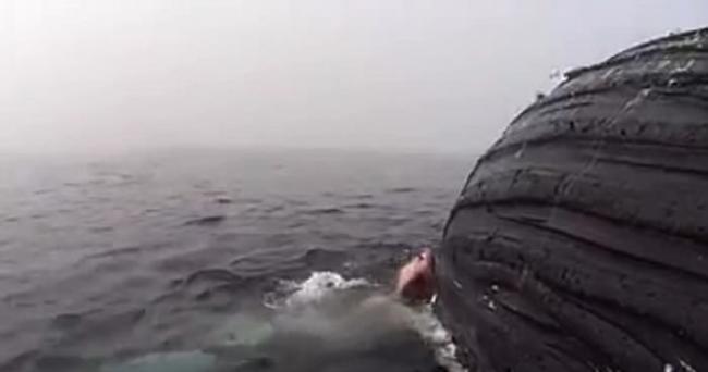 美国团队追踪南加州外海座头鲸尸体为观察鲨鱼