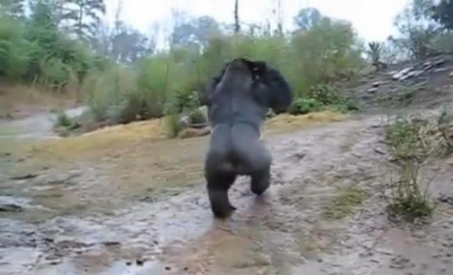 美国南卡罗来纳州动物园大猩猩Kimya雨中用手护头防淋湿