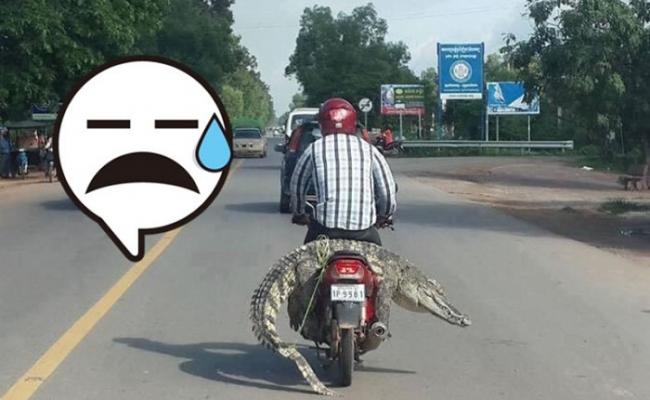 柬埔寨男子坐在鳄鱼背上骑摩托车