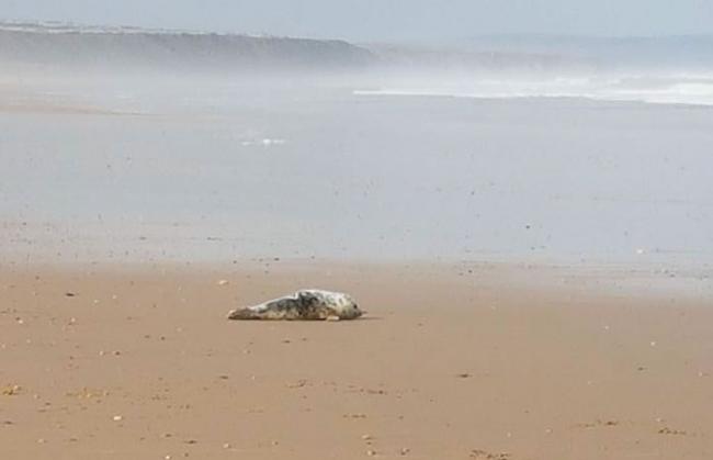 英国达拉谟郡海边女孩阻止虐待婴儿海豹