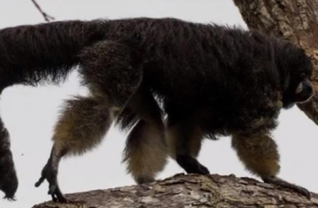 巴西与秘鲁接壤的亚马逊地区发现极罕见亚马逊狐尾猴 80年来再度发现