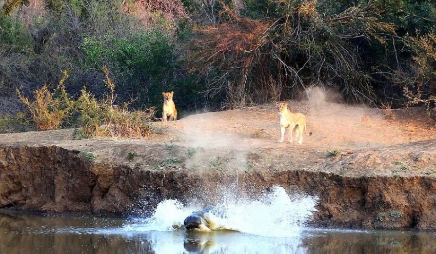 南非Karongwe自然保护区河马被狮子赶下河后嘲笑狮子不会游泳