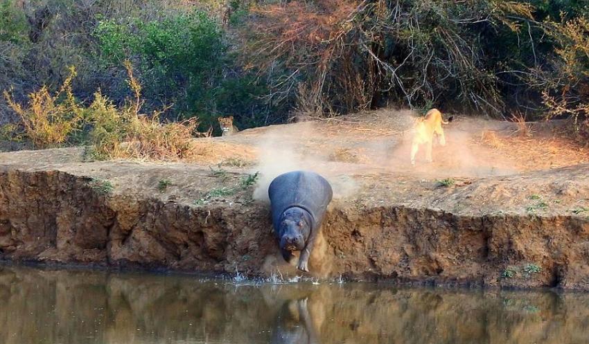 南非Karongwe自然保护区河马被狮子赶下河后嘲笑狮子不会游泳