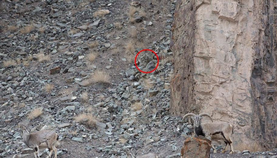 一只雪豹从隐蔽的位置偷偷靠近一群岩羊