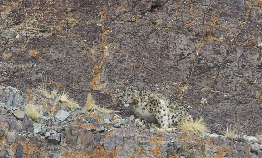 因为雪豹生活的都是一些世界上最偏远的地区，所以它们很少被拍到