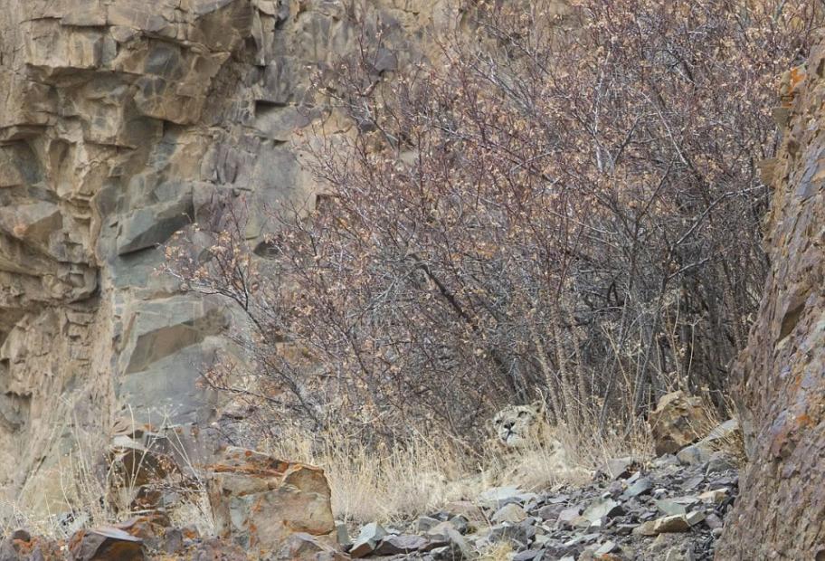 在印度喜马拉雅山，雪豹被澳大利亚野生动物摄影师英格芬戴克发现