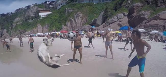 巴西一只苏格兰牧羊犬Scotch沙滩玩球展现惊人球技