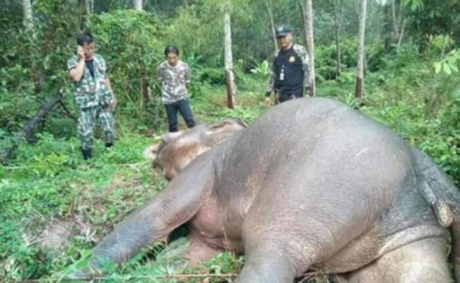 泰国尖竹汶府野生大象疑遭橡胶园主杀害 或因搞破坏惹祸