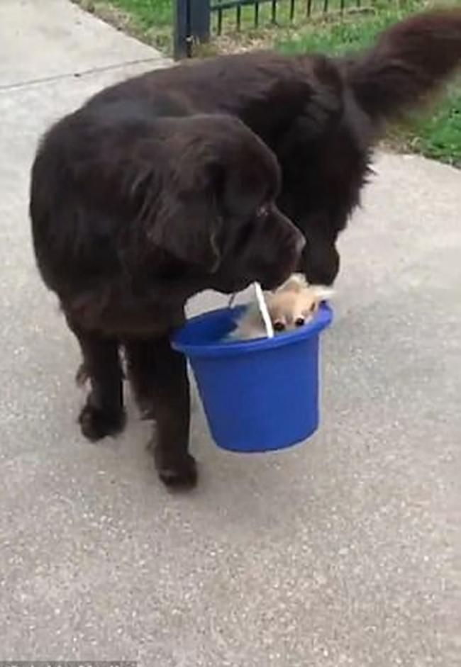 可爱：大黑狗咬着水桶带小狗到处散步