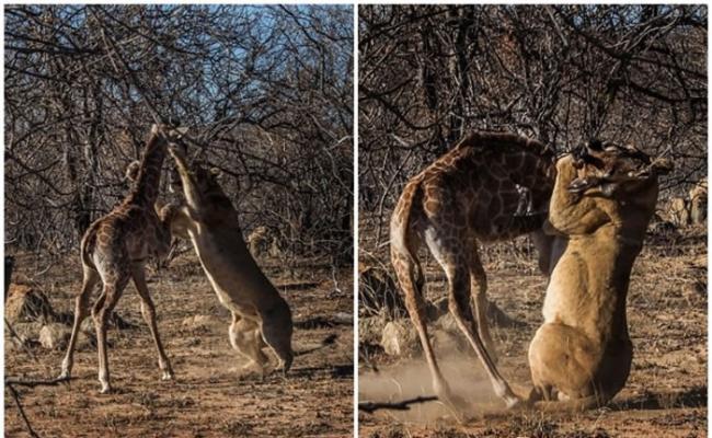 长颈鹿踢腿直击狮子的脸部。