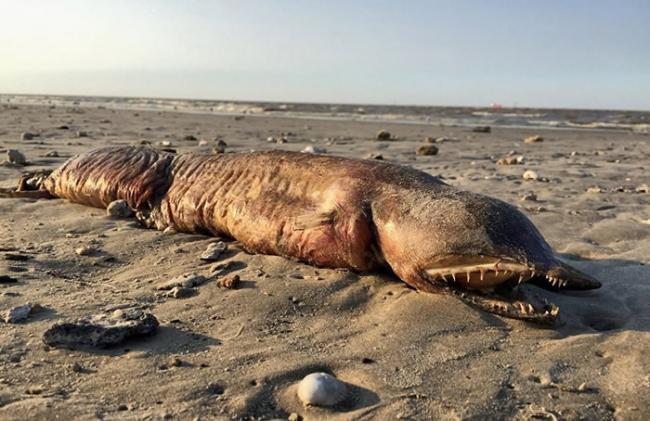 尖牙鱼蛇鳗？美国德克萨斯州海滩发现长有獠牙的怪兽尸体