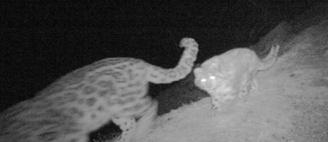 透过红外线相机，发现雪豹的踪迹。