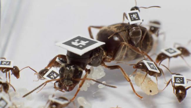 社会性昆虫黑蚁：当工蚁请病假时整个蚁群都会得益