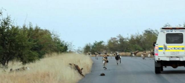 南非克鲁格国家公园大象斗野狗 在旁游客险遭殃
