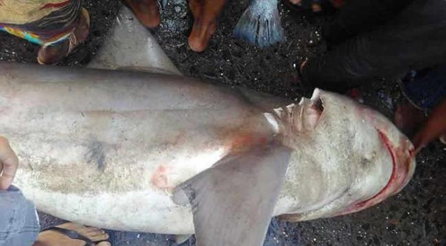 《鱼类生物学杂志》：印度渔民捕获十几年未见的稀有河鲨――恒河鲨