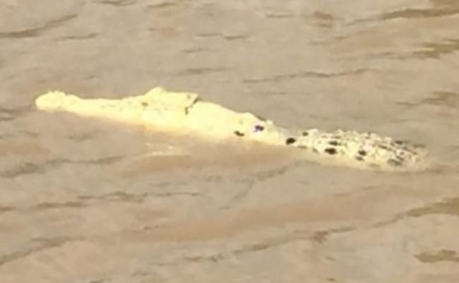 澳洲北领地达尔文河流惊现罕见的白色鳄鱼