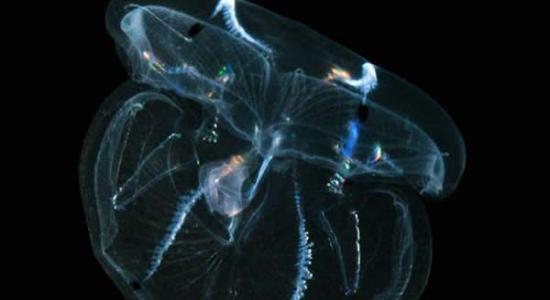 栉水母如同外星生物，拥有独特的生理结构，对其进行研究有助于我们在医学领域的进步