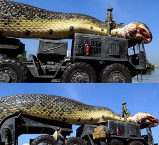 越南军队捕获致命大蛇？