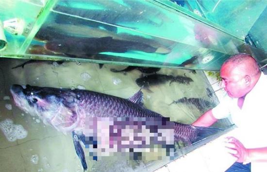 福建南安金鸡溪钓到一条重130斤、体​​长1.6米的大青鱼