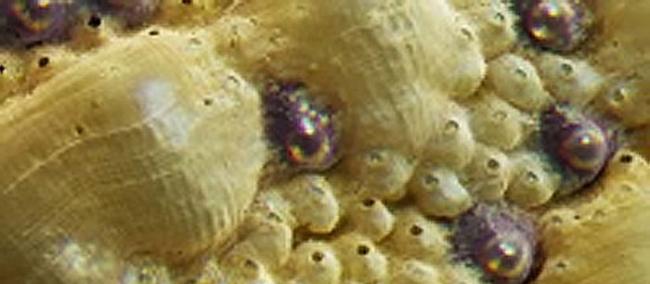 软体动物石鳖的壳外层包含多达1000只微小眼睛