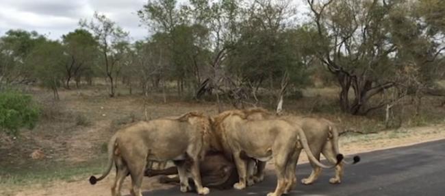 南非克鲁格国家公园勇敢水牛舍身救同类惨成群狮盘中餐