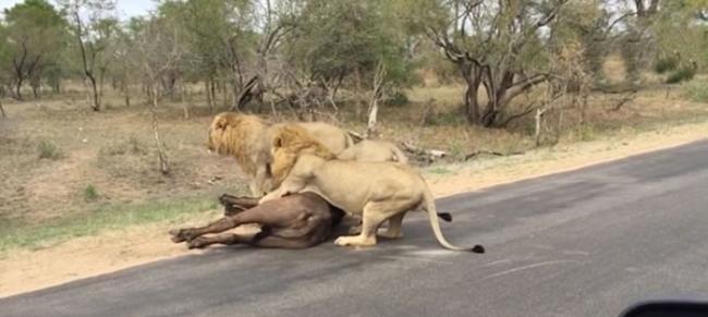 南非克鲁格国家公园勇敢水牛舍身救同类惨成群狮盘中餐