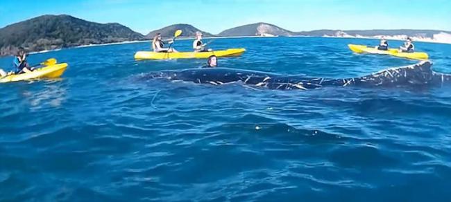 澳洲座头鲸挥鳍求救 勇汉跳海解渔网