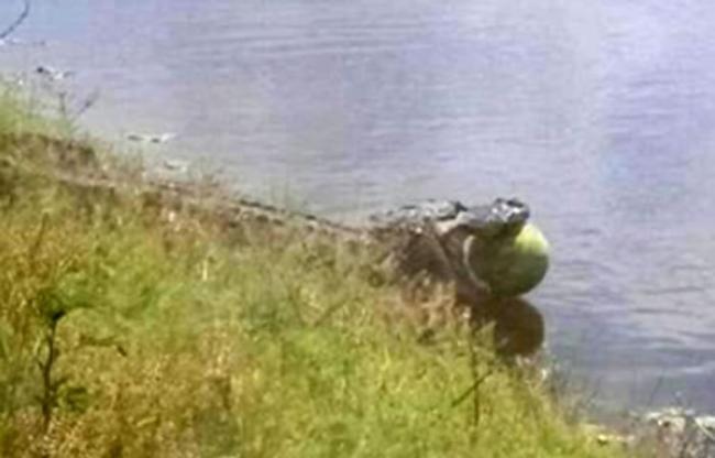 美国佛州短吻鳄偷西瓜被抓拍