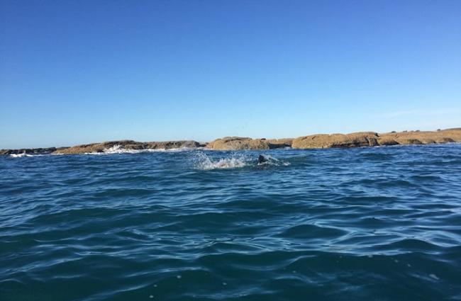 新西兰凯库拉海岸发生海洋生物激战 海豹怒将章鱼脚扯断