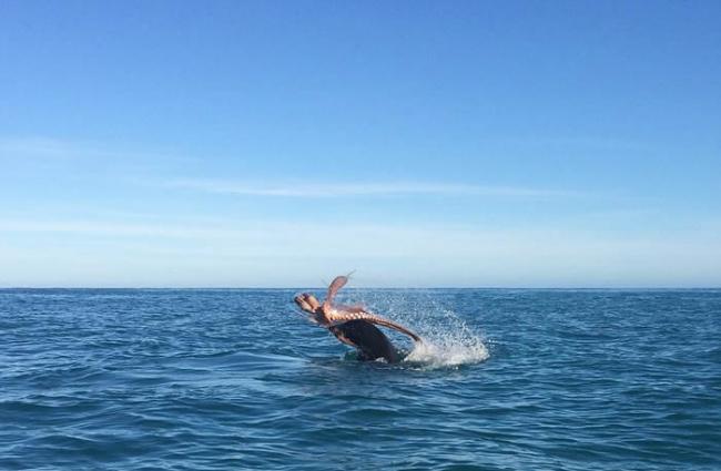 新西兰凯库拉海岸发生海洋生物激战 海豹怒将章鱼脚扯断