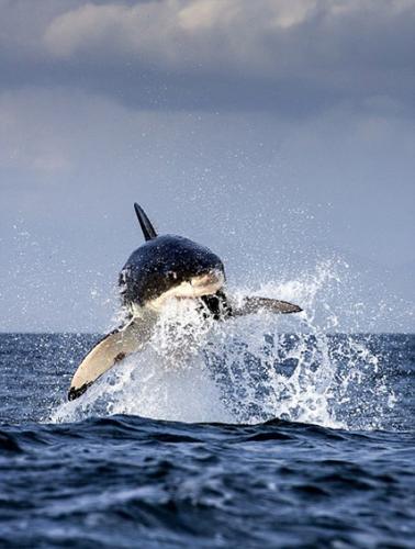 南非开普敦附近的海豹岛大白鲨跃出水面疯狂捕食海豹