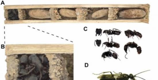 黄蜂（D）在森林植被的地上中空腔室内筑巢。它们就好像木栖甲虫幼虫（A）的中空隧道。黄蜂巢穴由一连串雌黄蜂建造的单个巢室组成。每个巢室都有一个固定在瘫痪蜘蛛身上的