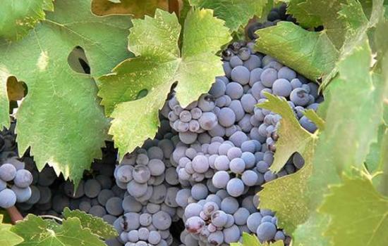 地理和气候帮助预测微生物在酿酒葡萄中的存在