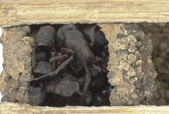 骨头屋黄蜂巢穴最外面的门口巢室填满死蚁