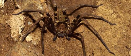 最大的蜘蛛能长到30厘米：巨蟹蛛Heteropoda maxima