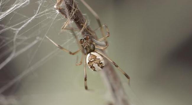 一只成年的红背寡妇蛛爬进了网子。 1996年安德拉德发现，如果雄性红背寡妇蛛牺牲自己，则能延长交配时间。 PHOTOGRAPH BY MCB ANDRADE 2