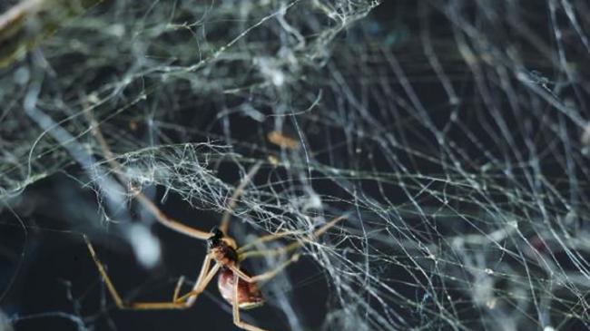 一只雌几何寇蛛正在补网。雄蛛在寻找成熟雌蛛的过程有有可能碰巧遇到了幼齿雌蛛的网。 PHOTOGRPAH BY MCB ANDRADE