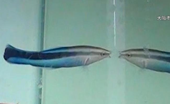 镜子刚放过来时，裂唇鱼会以为镜中的不是自己而加以攻击。
