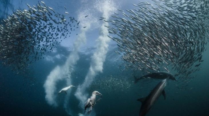 海豚海鸟一同出动捕猎沙甸鱼