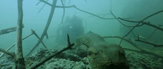 这是冒险家韦德在亚马逊拍摄最新一集电视节目《河中巨怪》时遇到的水蟒。他估计这条大蛇有200磅（约合90公斤）。