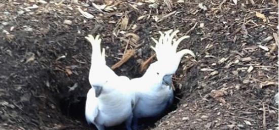 澳洲一对葵花凤头鹦鹉在悉尼高尔夫球场挖出1米长通道