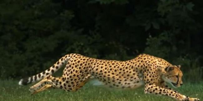 国家地理频道上传超高速拍摄影片：透视猎豹为奔跑而生的身体构造