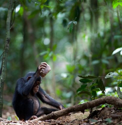 人类和黑猩猩文化进化的相似性