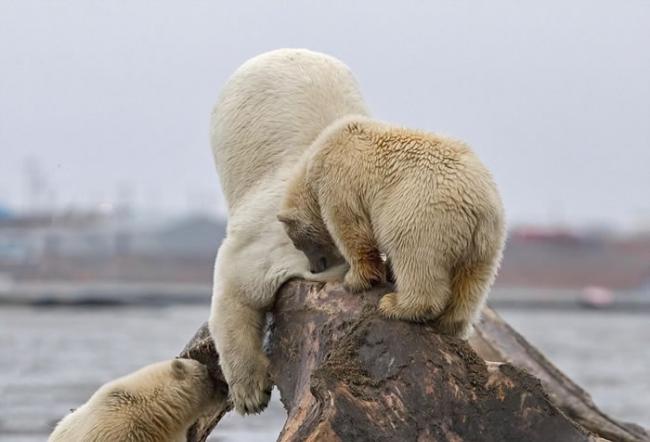 美国阿拉斯加北极熊觅食头卡鲸鱼骨盆 小熊好奇凑近