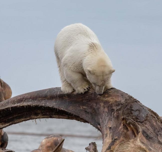 美国阿拉斯加北极熊觅食头卡鲸鱼骨盆 小熊好奇凑近
