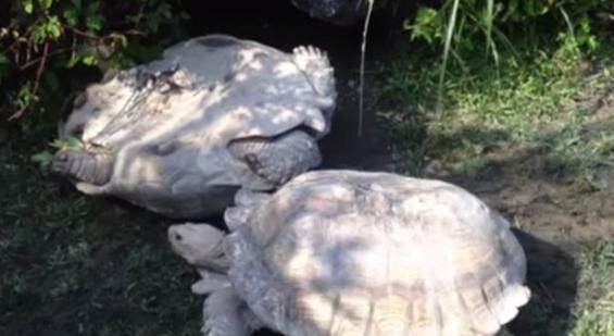 台北动物园一只乌龟帮助同伴翻身