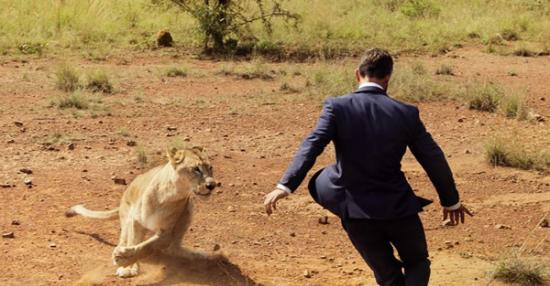 “狮语者”动物园管理员与三只狮子踢足球